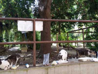 Ma � l�ora della pappa e la gattara deve preparare i croccantini. Cos� in men che non si dica viene raggiunta dai suoi pelosi amici